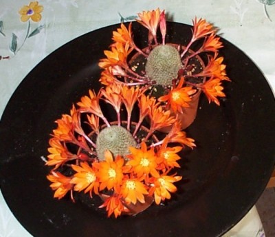 normal_s38heliosa.jpg