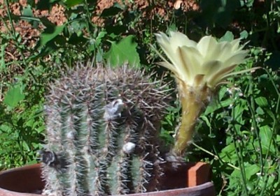 normal_s41Echinopsis%20perfil.jpg