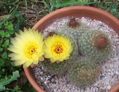 normal_s42%2Cparodia%20%BFque_.jpg