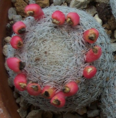 normal_s42egregia%7E0.jpg