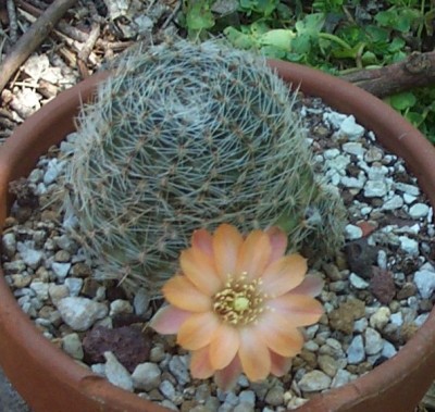 normal_s42pygmaea%20mudanensis.jpg