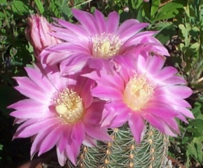 normal_s43adustus%20flores%7E0.jpg