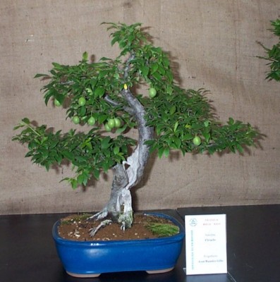normal_s43prunus%20JR.jpg