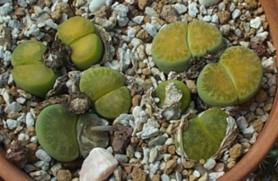 normal_s44lithops%2010.jpg