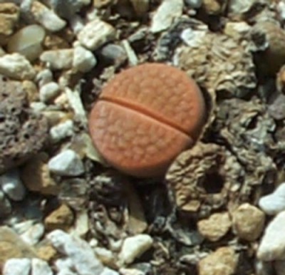 normal_s44lithops%203.jpg