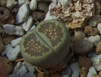normal_s44lithops%204.jpg