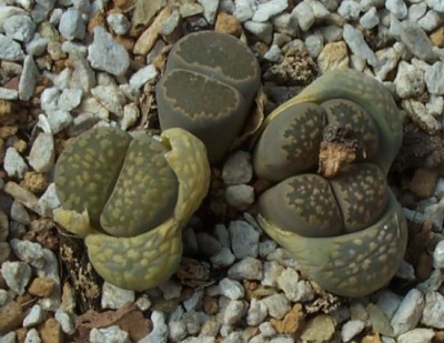 normal_s44lithops%205.jpg