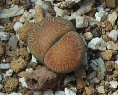 normal_s44lithops%206.jpg