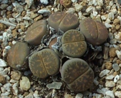 normal_s44lithops%209.jpg