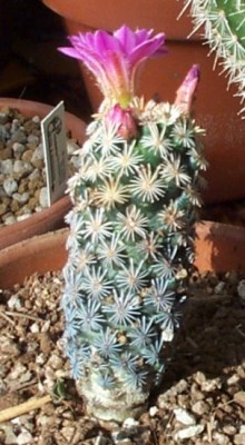 normal_s45escobaria%20minima.jpg