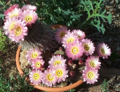 normal_s45rtilans%20solo%20flores.jpg