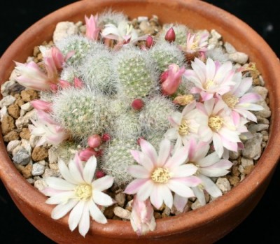 normal_s51%20albiflora.jpg