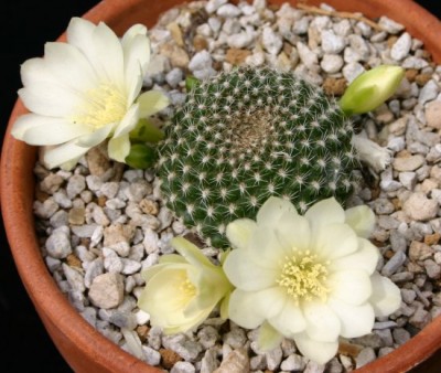normal_s51%20krainziana%20albiflora.jpg