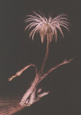 normal_s53%20setiechinopsis%20mirabilis.jpg