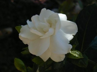 normal_S_P5190001.JPG