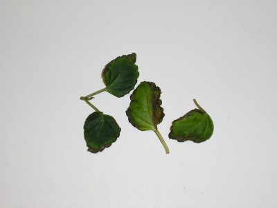normal_Salvia02Hojas02.JPG
