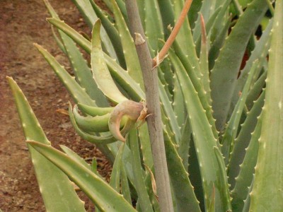 normal_SANY0043.JPG