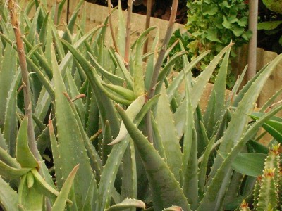 normal_SANY0044.JPG