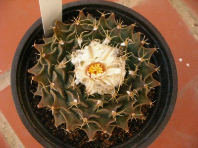 normal_SANY0060.JPG