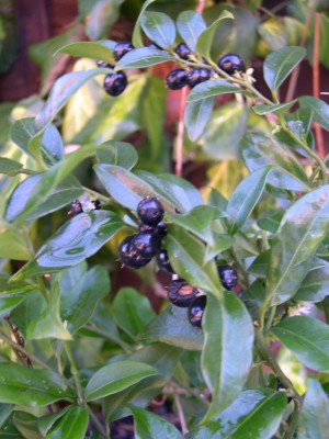 normal_sarcococca.jpg
