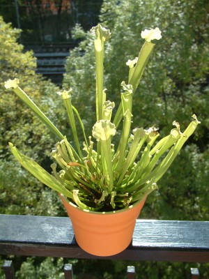 normal_Sarracenia_Flava.JPG