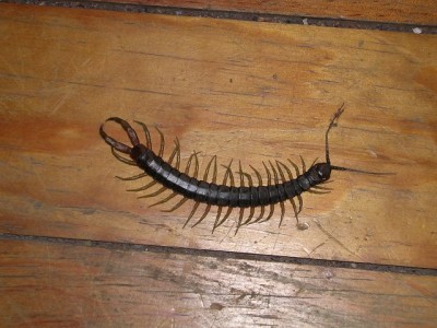 normal_Scolopendra%20canidens.jpg
