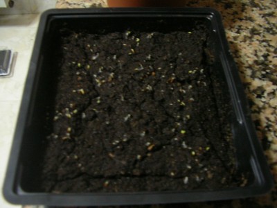 normal_semillero%20claveles%20emperador.JPG