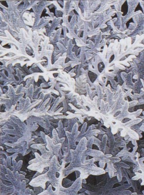 normal_Senecio%20cineraria-RHS-1.jpg