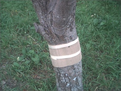 normal_Sep02408.JPG