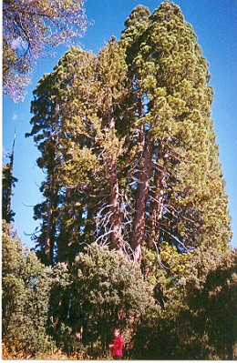 normal_sequoias.jpg