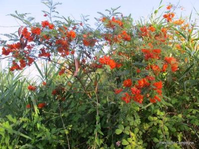normal_sesbania-punicea7036.jpg