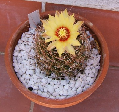normal_setispinus.JPG