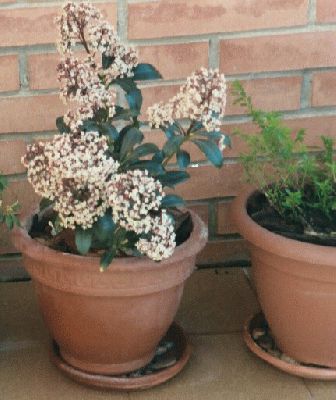 normal_Skimmia%20jap%20florida%20Maig%2003.jpg