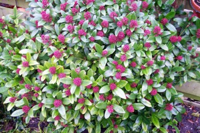 normal_skimmia.jpg