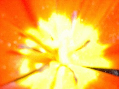 normal_Sol%20o%20tulip%E1n.jpg