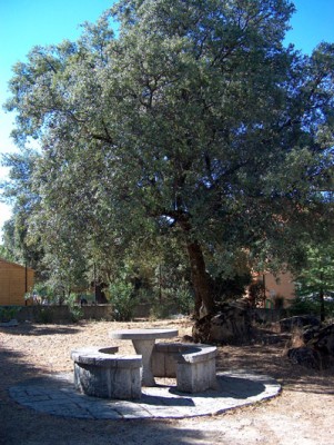 normal_sombre-encina.jpg