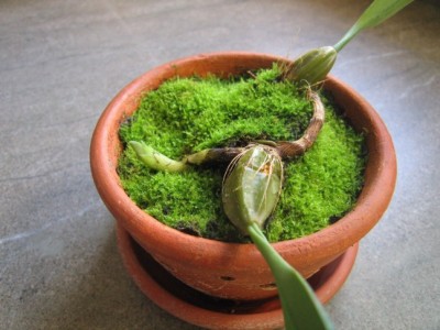 normal_stanhopea%2001.jpg