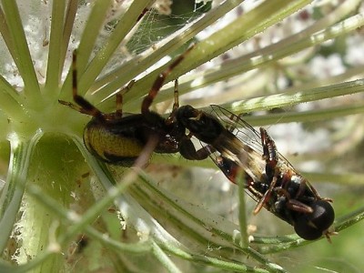 normal_synaema%20globosum%20con%20presa.jpg