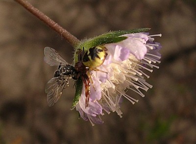 normal_Synaema_globosa_con_presa.jpg