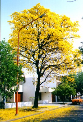 normal_Tabebuia%2520Lapacho_Amarillo2.jpe