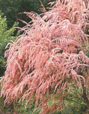 normal_Tamarix%20Parviflora.jpg