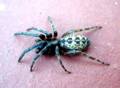 normal_Tegeneria%20gigantea.jpg
