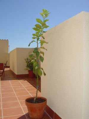 normal_TERRAZA%20013.jpg