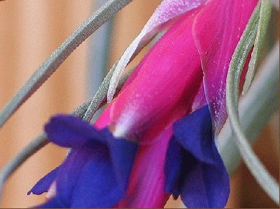 normal_tillandsia.jpg