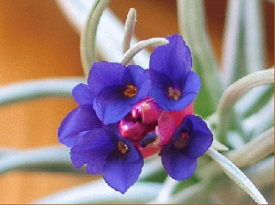normal_tillandsia2.jpg