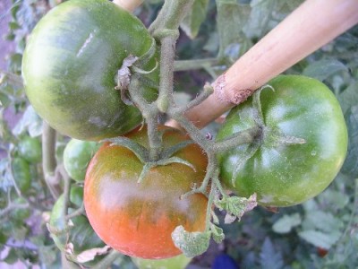normal_Tomate%20pn2.JPG