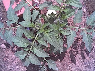 normal_Tomate%7E0.jpg