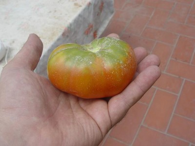 normal_tomate_cosechado640.JPG