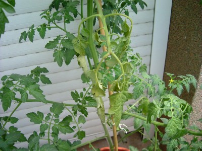 normal_tomatera%20chunga.jpg