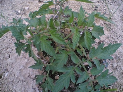 normal_tomatera%20del%20huerto1.jpg
